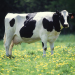 Cow_female_black_white